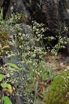 Michaux's saxifrage